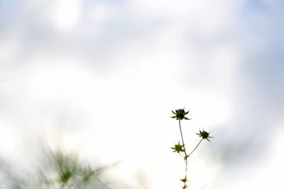 Close-up of plant against sky