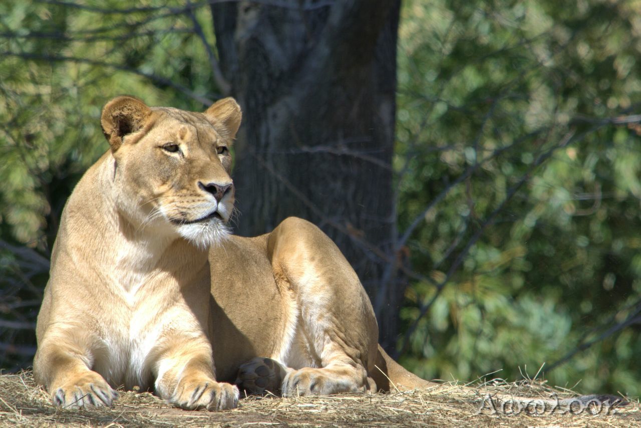 animal themes, animals in the wild, mammal, wildlife, one animal, focus on foreground, tree, forest, relaxation, sitting, two animals, togetherness, resting, zoo, day, nature, outdoors, animal family, tree trunk, full length