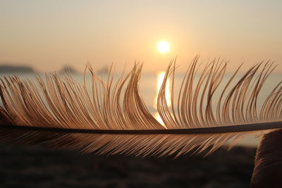 Close-up of stalks against sunset sky