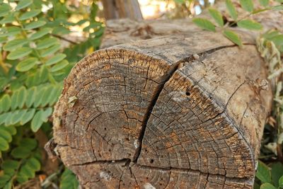 Close-up of tree stump in forest