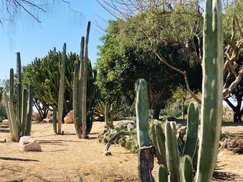 Cactus growing on field against sky