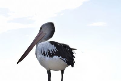 Close-up of a bird