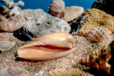 Close-up of seashells on beach