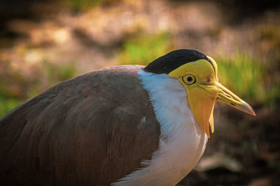 Close-up of bird