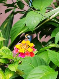 Close-up of butterfly perching on plant