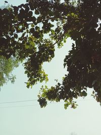 Low angle view of trees against clear sky