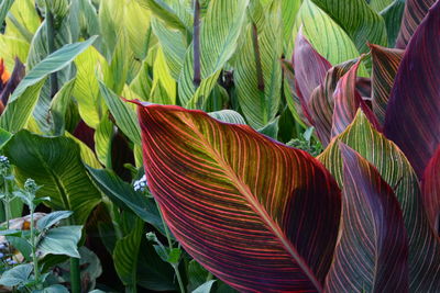 Close-up of red flowering plant