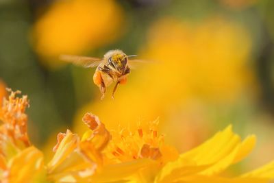 Close-up of bee pollinating on flower