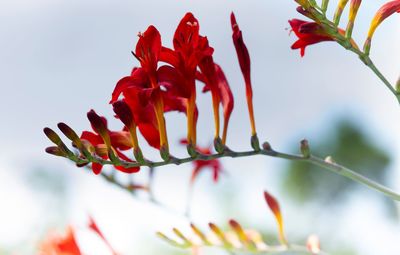 Close-up of red flowering plant