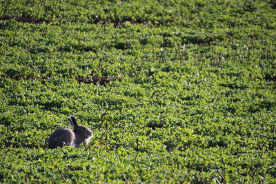 View of birds on field