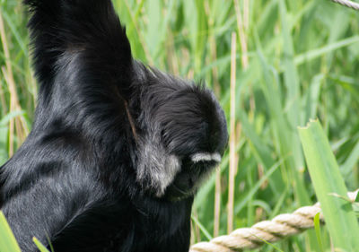 Close-up of black dog on field