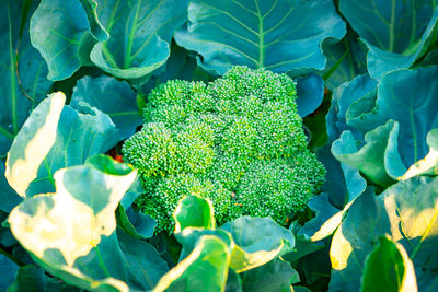 High angle view of plants