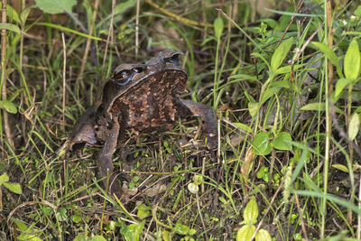 Close-up of frog on field