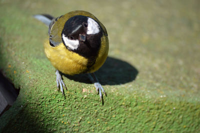 High angle view of bird