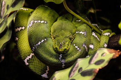 Close up of green snake