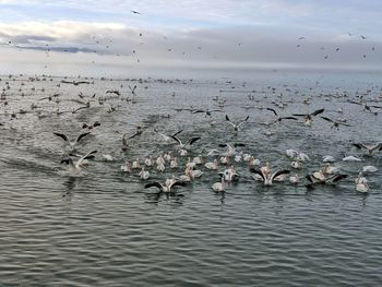 Pelicans flying over lake