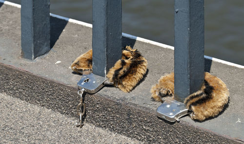 Love locks on a rheine bridge