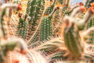 Close-up of cactus plant growing on field