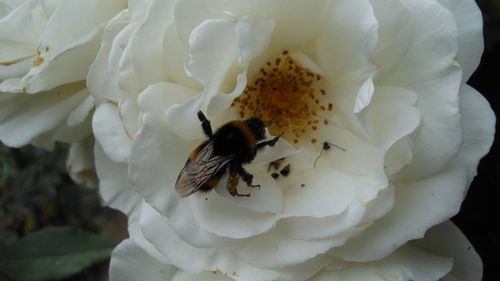 Close-up of bee pollinating on white flower