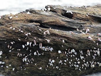 Close-up of birds on land