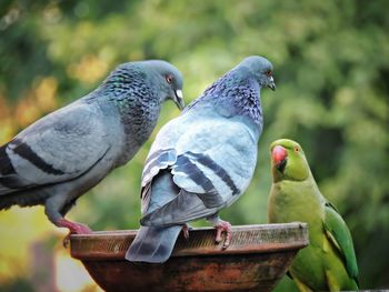 Close-up of pigeons perching on wood
