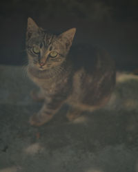 Close-up portrait of tabby cat