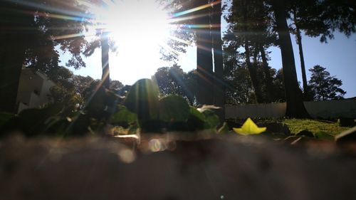 Low angle view of trees against sky