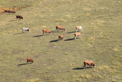 Cattle grazing in a field