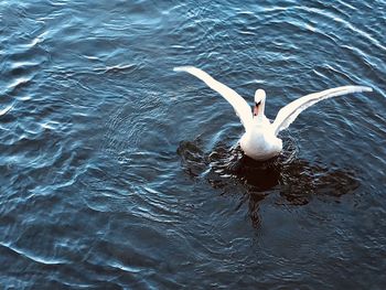 High angle view of seagull flying over lake