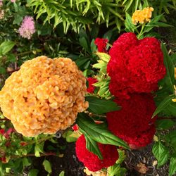 Close-up of red flowers blooming outdoors