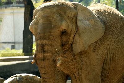 Close-up of elephant in zoo