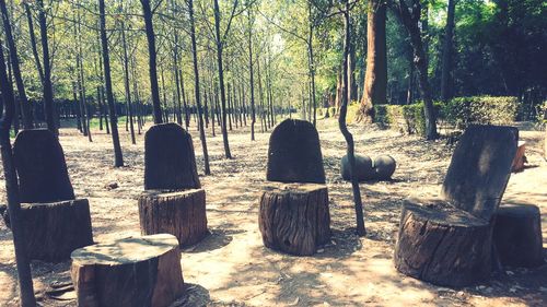 View of trees in forest