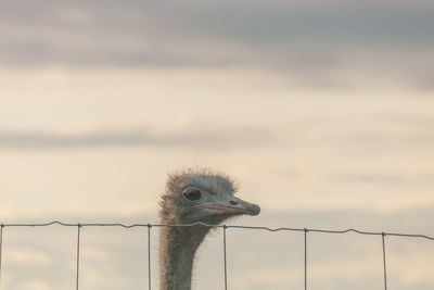 Close-up of a ostrich against sky