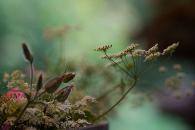 Close-up of plants