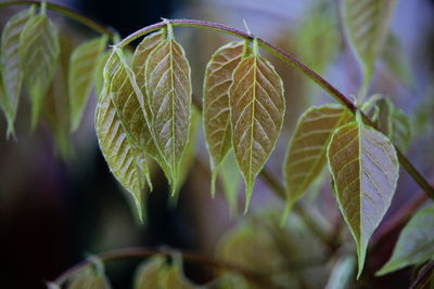 Close-up of plant