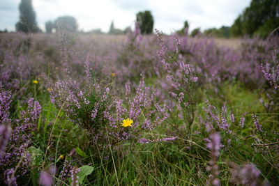 Purple flowering plants on field