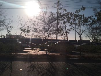 Sun shining through trees