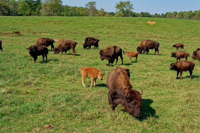Horses grazing on grassy field