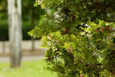 Close-up of fresh green plants