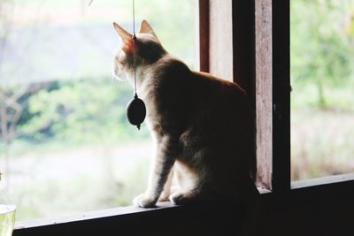 Close-up of cat sitting on window