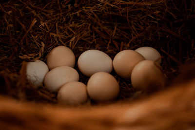 High angle view of eggs in nest