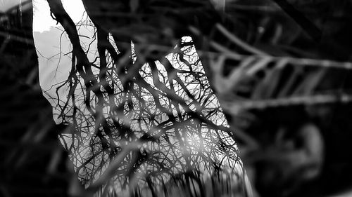 Close-up of plant against blurred background