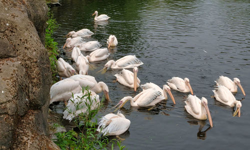 High angle view of swans swimming on lake