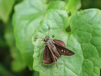 Butterfly on leaf