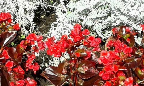 Close-up of red flowers