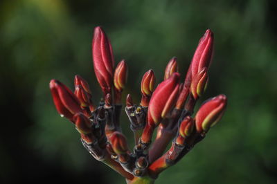 Close-up of red flower buds