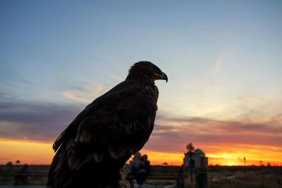 Silhouette bird on rock against sky during sunset