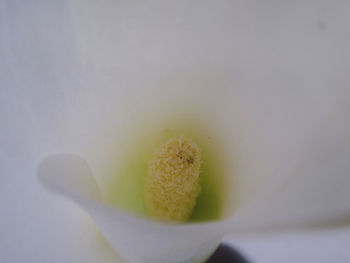 Close-up of white flower