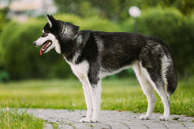 Dogs running on grassy field