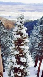 High angle view of snow covered land and trees